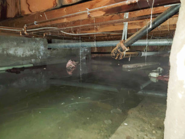Best Carpet water damage restoration  in El Cerro, NM
